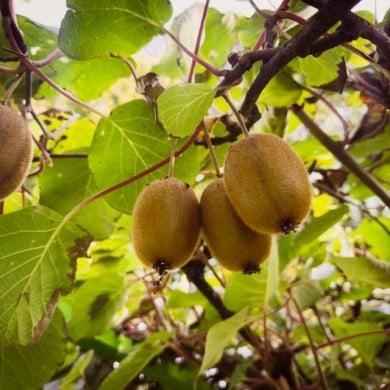 Kiwi femelle 'Hayward'