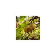Kiwi femelle 'Hayward'
