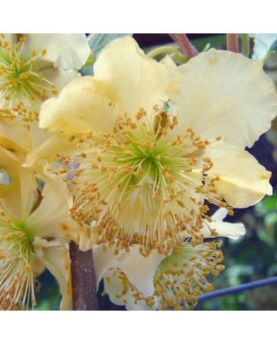 Kiwi mâle 'Tomuri'