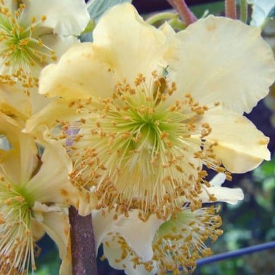 Kiwi mâle 'Tomuri'
