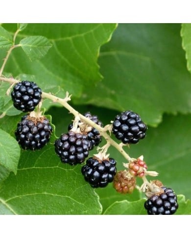 Mûrier à fruits noirs 'Reuben'