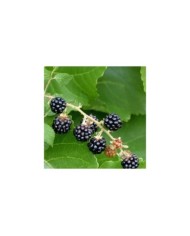 Mûrier à fruits noirs 'Reuben'