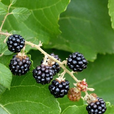 Mûrier à fruits noirs 'Reuben'
