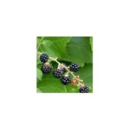 Mûrier à fruits noirs 'Reuben'