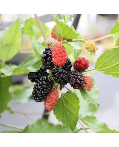 Mûrier des montagnes Mojo Berry