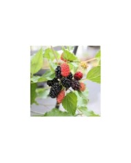 Mûrier des montagnes Mojo Berry