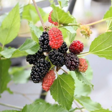 Mûrier des montagnes Mojo Berry