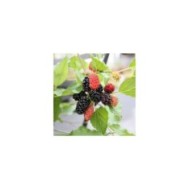 Mûrier des montagnes Mojo Berry