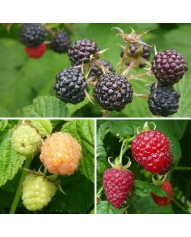 Mûrier des montagnes Mojo Berry