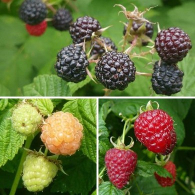 Mûrier des montagnes Mojo Berry