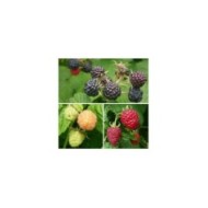 Mûrier des montagnes Mojo Berry
