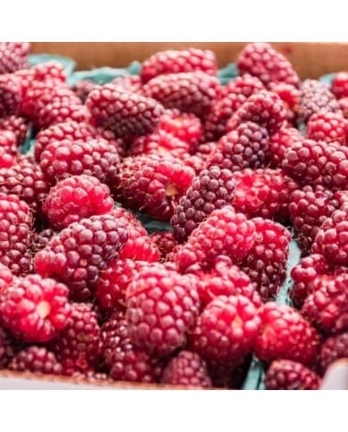 Mûrier-framboise Medana® Tayberry