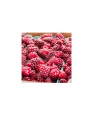 Mûrier-framboise Medana® Tayberry