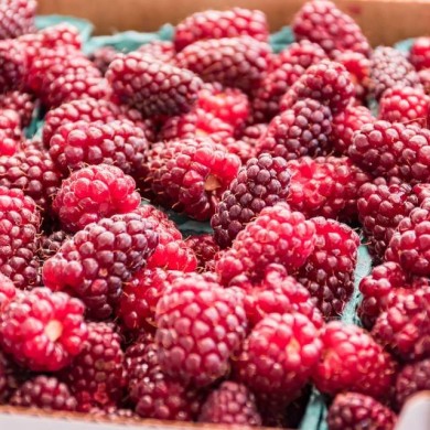 Mûrier-framboise Medana® Tayberry