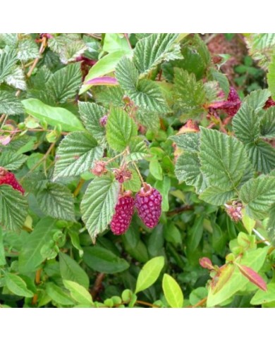 Mûrier-framboise Medana® Tayberry
