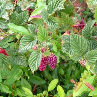 Mûrier-framboise Medana® Tayberry