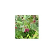 Mûrier-framboise Medana® Tayberry