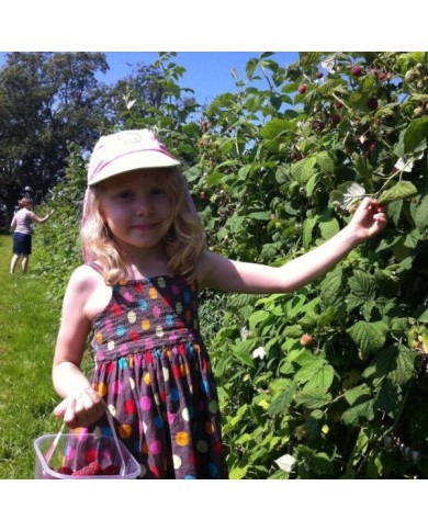 Mûrier-framboise Medana® Tayberry
