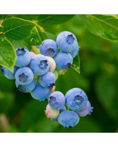 Myrtillier 'Blue Pearl'
