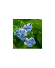 Myrtillier 'Blue Pearl'