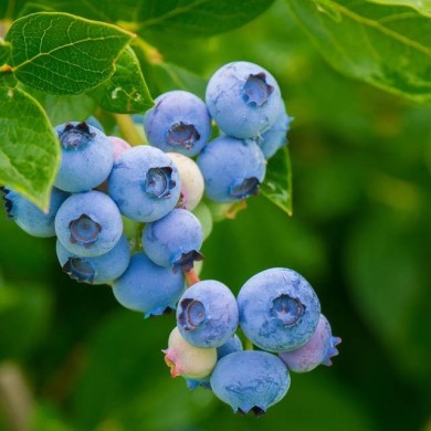 Myrtillier 'Blue Pearl'