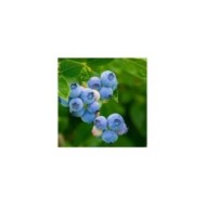 Myrtillier 'Blue Pearl'