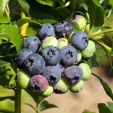Myrtillier 'Patriot'