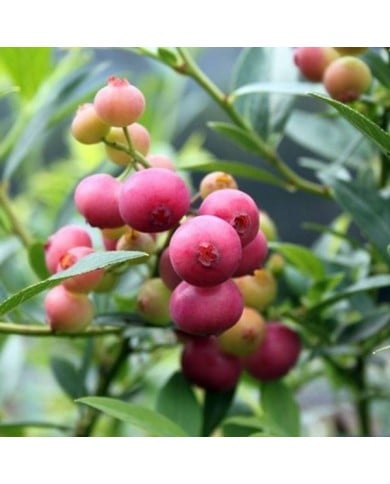 Myrtillier 'Pink Lemonade'