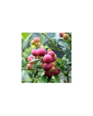 Myrtillier 'Pink Lemonade'