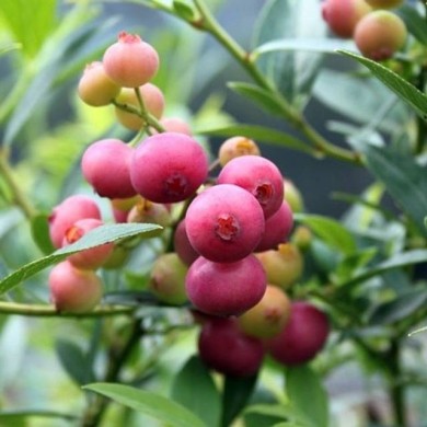 Myrtillier 'Pink Lemonade'