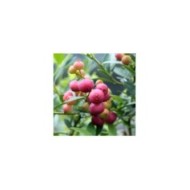 Myrtillier 'Pink Lemonade'