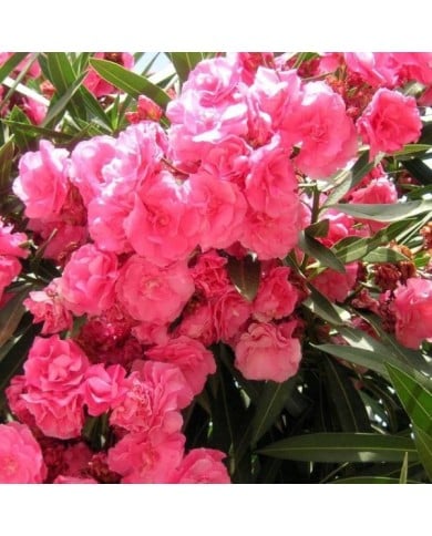 Laurier rose 'Rose des Borels'