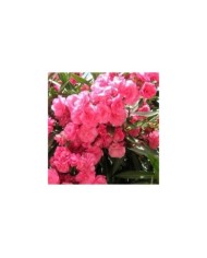 Laurier rose 'Rose des Borels'