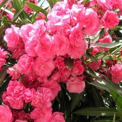 Laurier rose 'Rose des Borels'