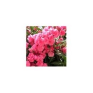 Laurier rose 'Rose des Borels'