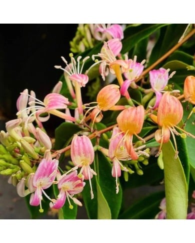 Chèvrefeuille Marinella® (D.R Travers)