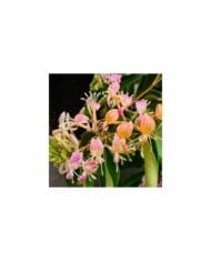 Chèvrefeuille Marinella® (D.R Travers)