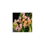 Chèvrefeuille Marinella® (D.R Travers)