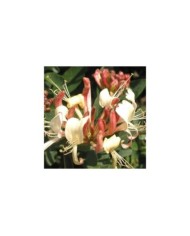 Chèvrefeuille CAPRILIA® Cream 'Inov 71' (D.R Travers)