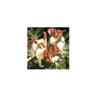 Chèvrefeuille CAPRILIA® Cream 'Inov 71' (D.R Travers)