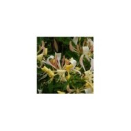 Chèvrefeuille CAPRILIA® Cream 'Inov 71' (D.R Travers)