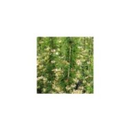 Chèvrefeuille CAPRILIA® Cream 'Inov 71' (D.R Travers)