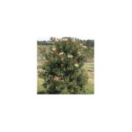 Chèvrefeuille CAPRILIA® Cream 'Inov 71' (D.R Travers)