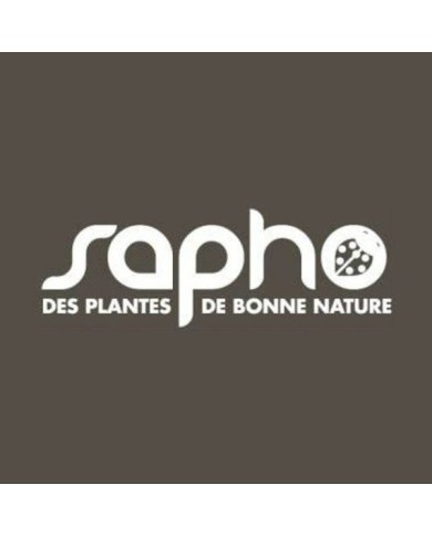 Chèvrefeuille CAPRILIA® Cream 'Inov 71' (D.R Travers)