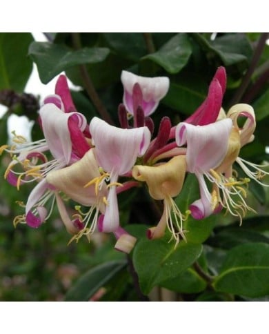 Chèvrefeuille CAPRILIA® Imperial 'Inov 86' (D.R Travers)