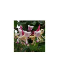Chèvrefeuille CAPRILIA® Imperial 'Inov 86' (D.R Travers)