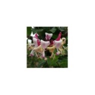 Chèvrefeuille CAPRILIA® Imperial 'Inov 86' (D.R Travers)