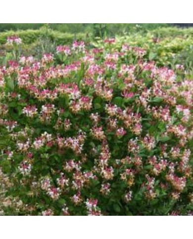 Chèvrefeuille CAPRILIA® Imperial 'Inov 86' (D.R Travers)