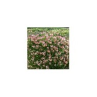 Chèvrefeuille CAPRILIA® Imperial 'Inov 86' (D.R Travers)