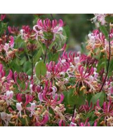 Chèvrefeuille CAPRILIA® Imperial 'Inov 86' (D.R Travers)